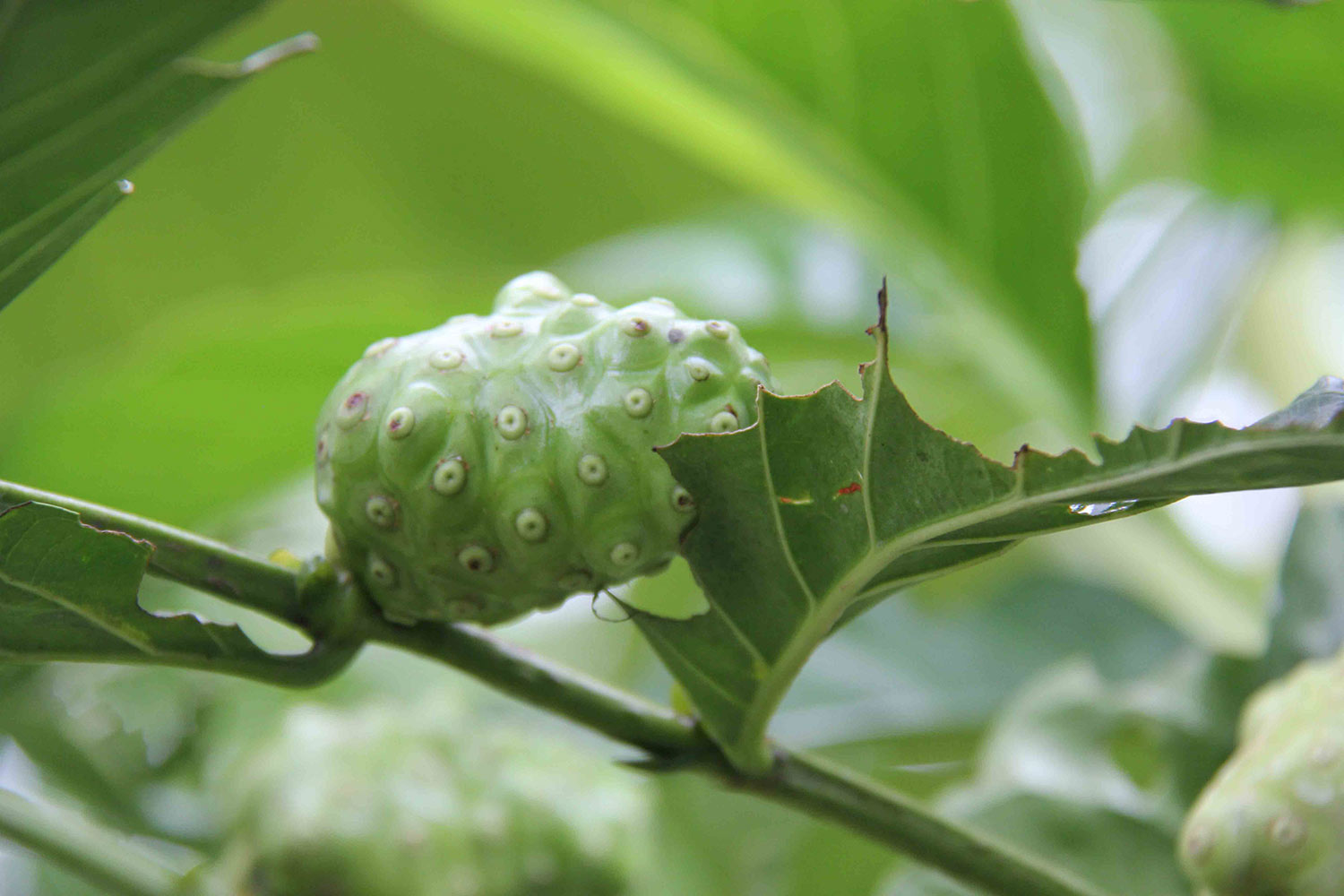 Noni Fruit